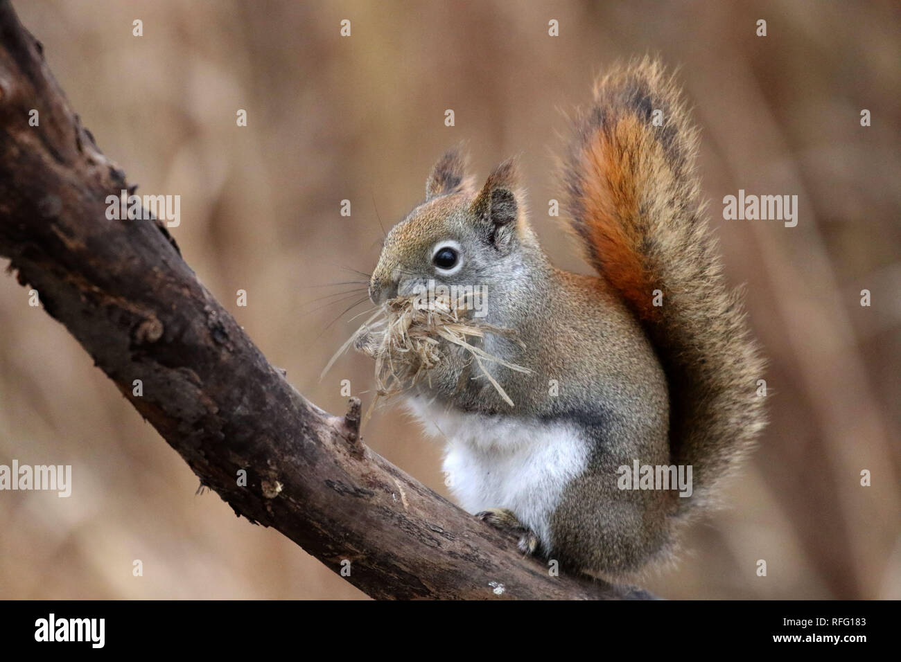 Red Squirrel on post Stock Photo