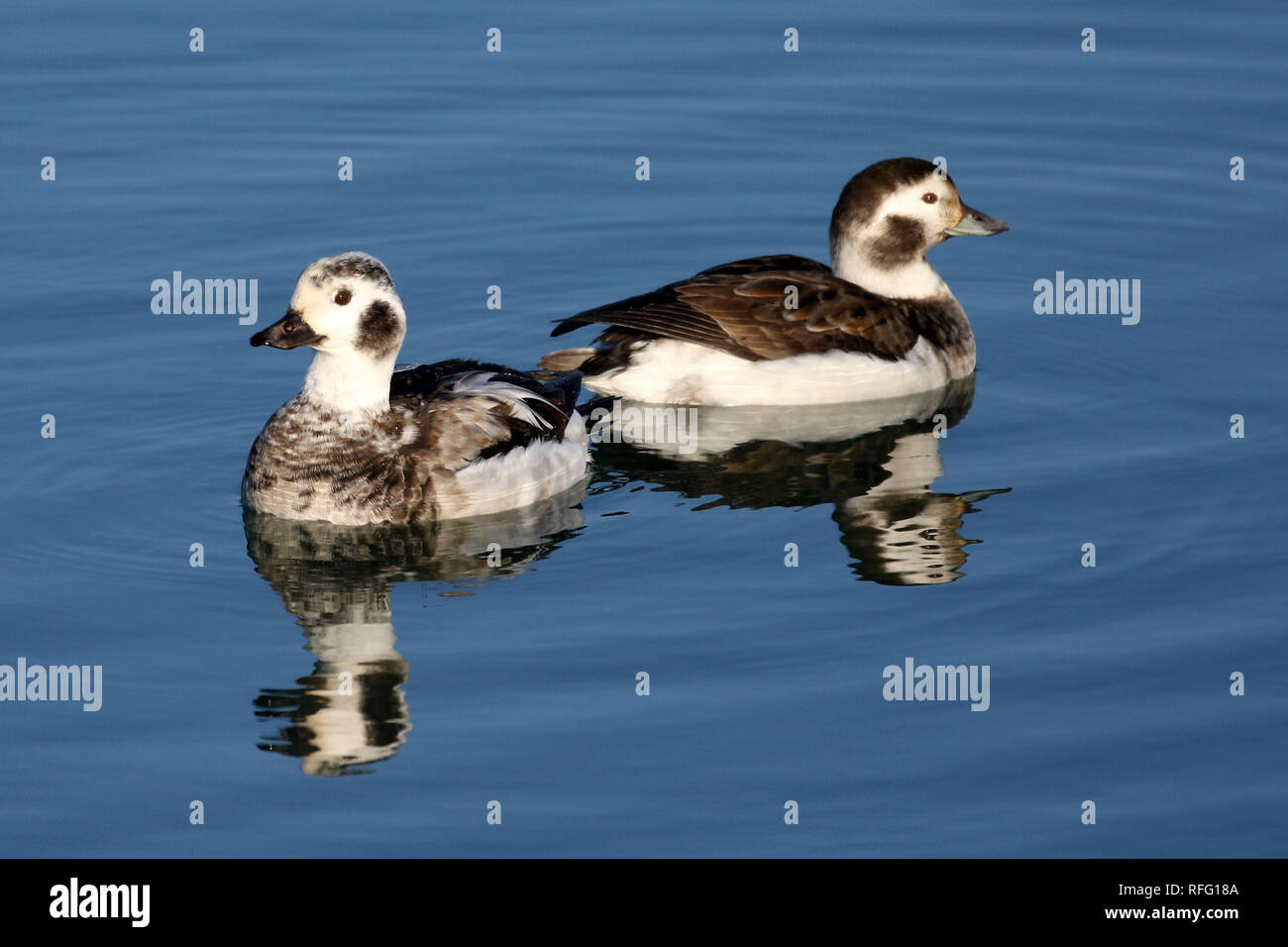 Long Tailed Duck Juvenile Males swimming on Lake Ontario Stock Photo