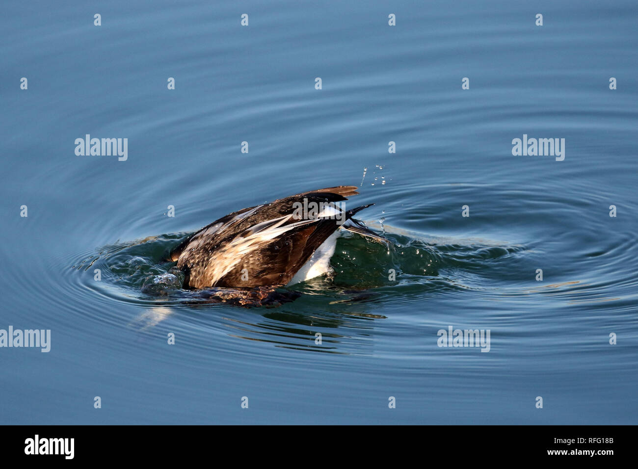 Long Tailed Duck Juvenile Males swimming on Lake Ontario Stock Photo