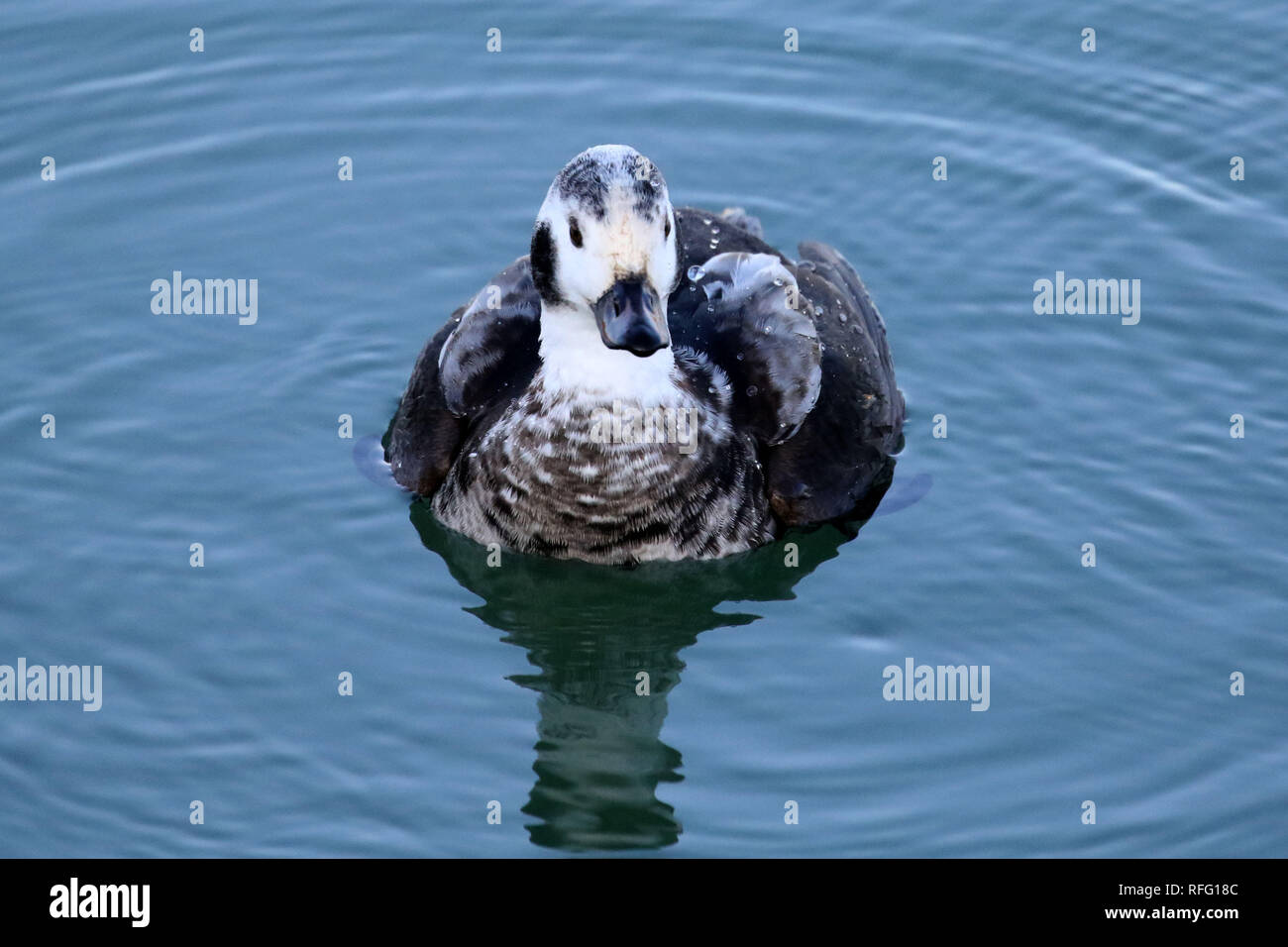 Long Tailed Duck Juvenile Males swimming on Lake Ontario Stock Photo