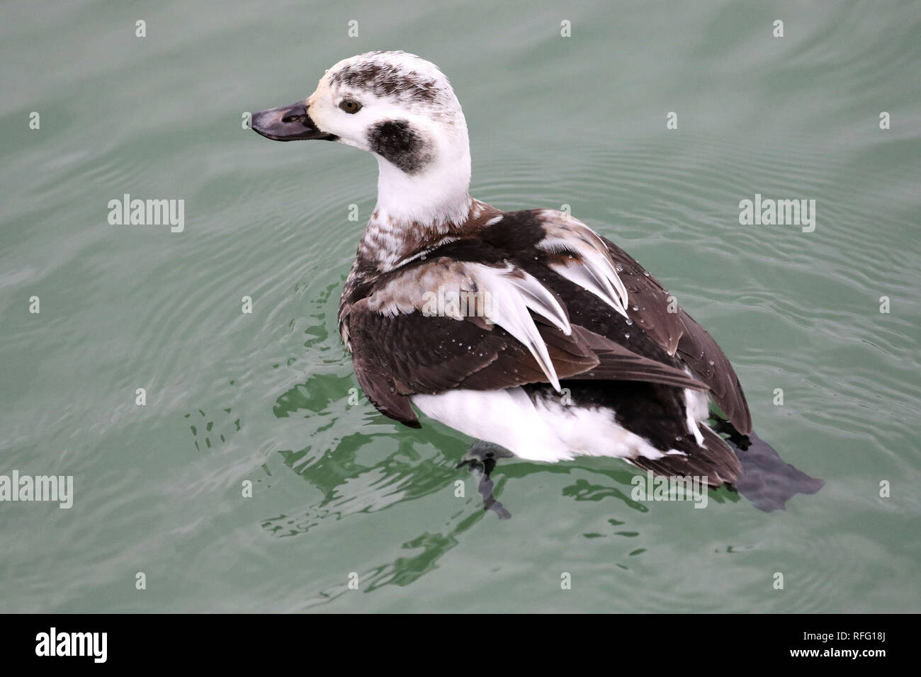 Juvenile Male Long tailed ducks on lake Stock Photo