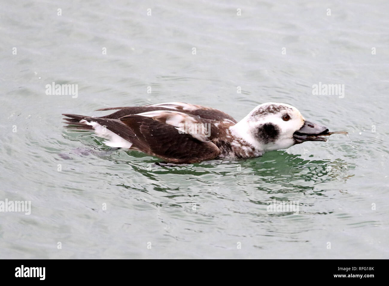 Juvenile Male Long tailed ducks on lake Stock Photo