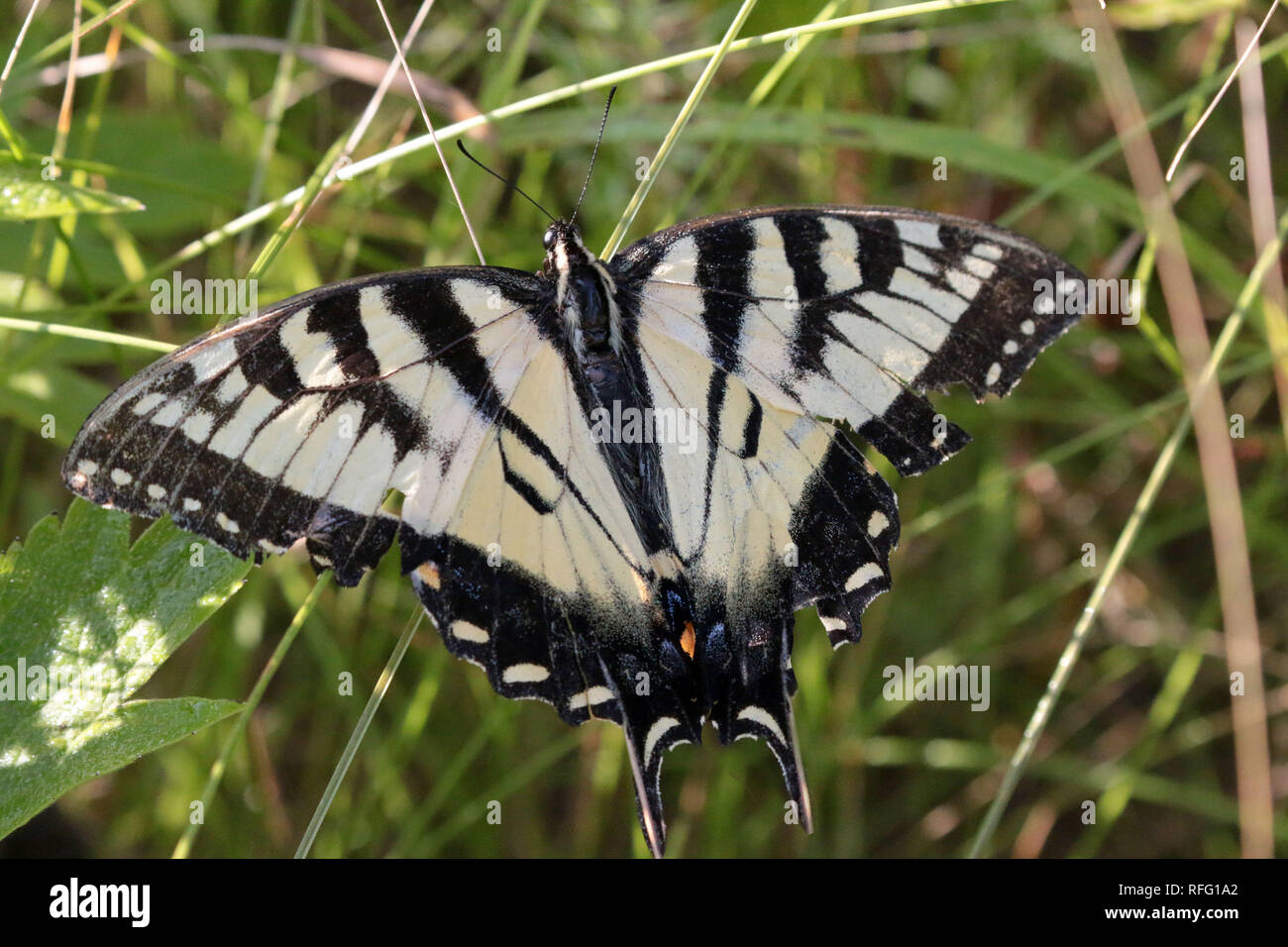 Yellow swallowtail butterfly Stock Photo