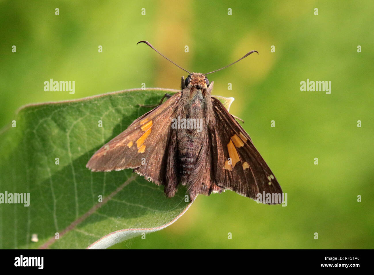 Silver spotted skipper butterfly Stock Photo