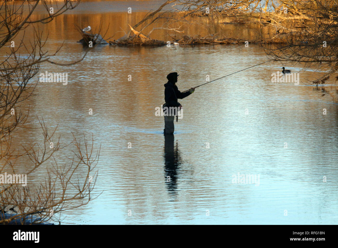 Salmon fishing on Cobourg Creek, Ontario Stock Photo Alamy