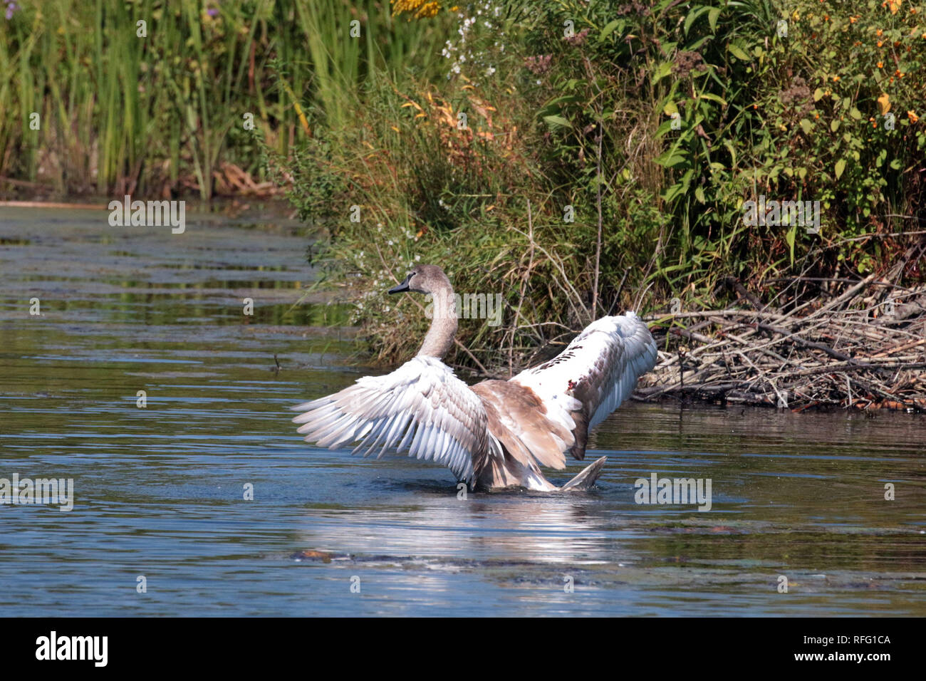 Juvenile Mute Swan practice flying Stock Photo