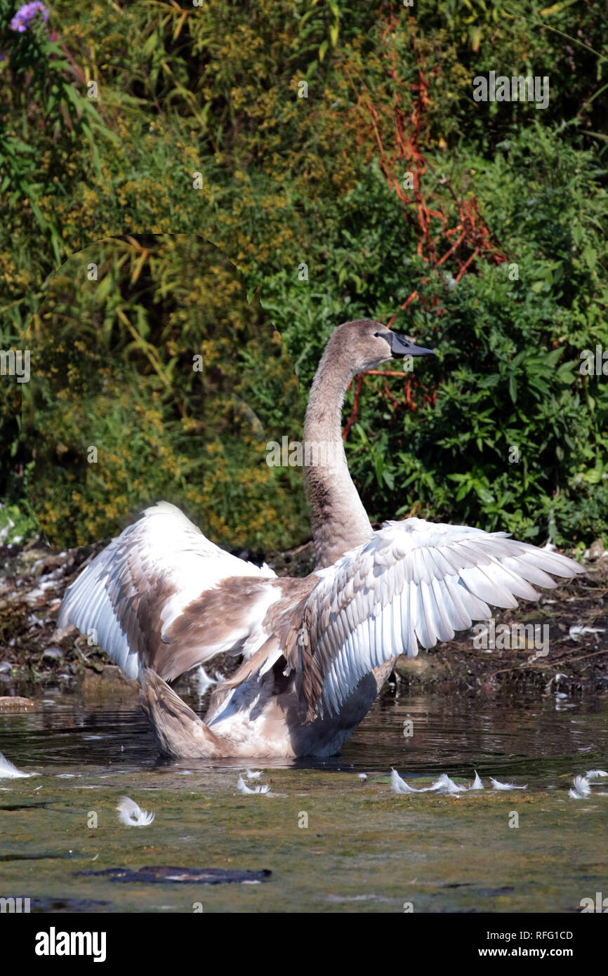 Juvenile Mute Swan practice flying Stock Photo