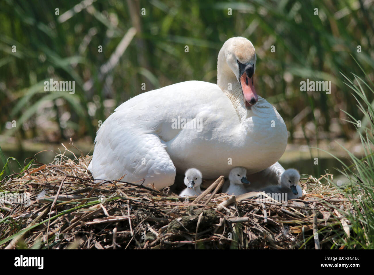 Swan life cycle hires stock photography and images Alamy