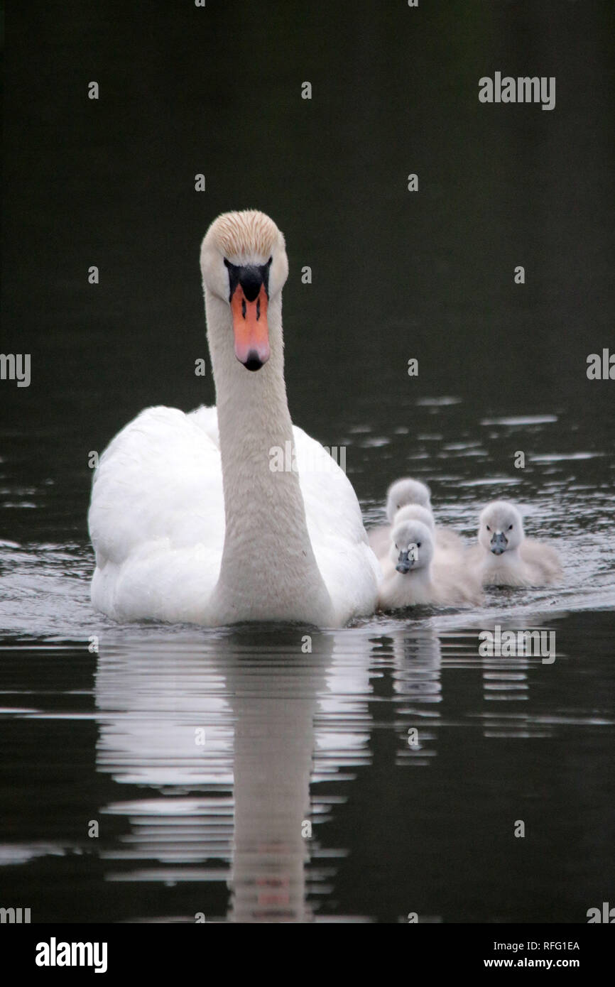Mute Swan chicks and mother Stock Photo Alamy
