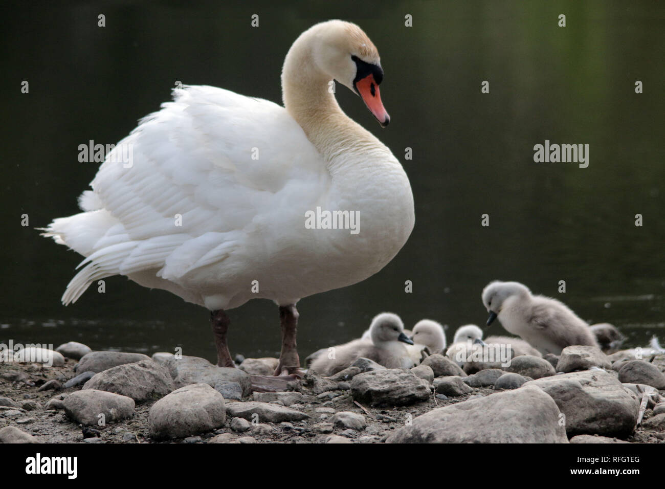 Life cycle of mute swans hires stock photography and images Alamy