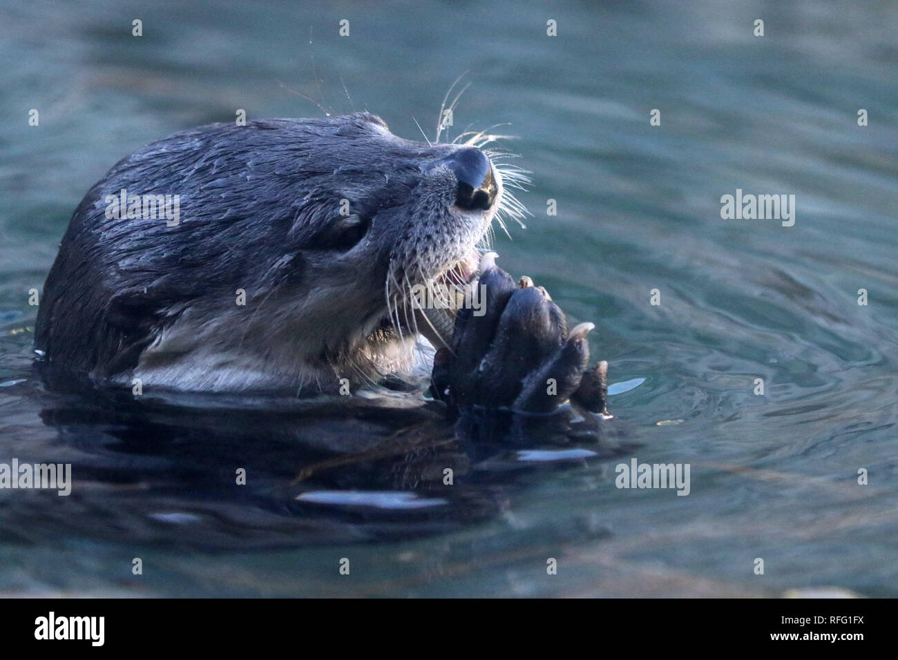 River Otter closeups eating fish Stock Photo - Alamy