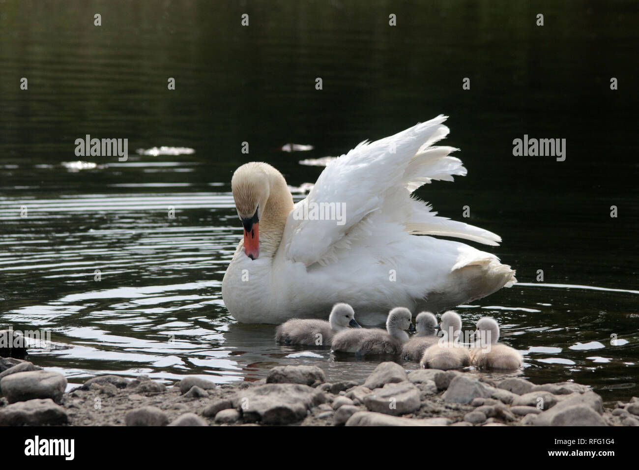 Life cycle of mute swans hires stock photography and images Alamy