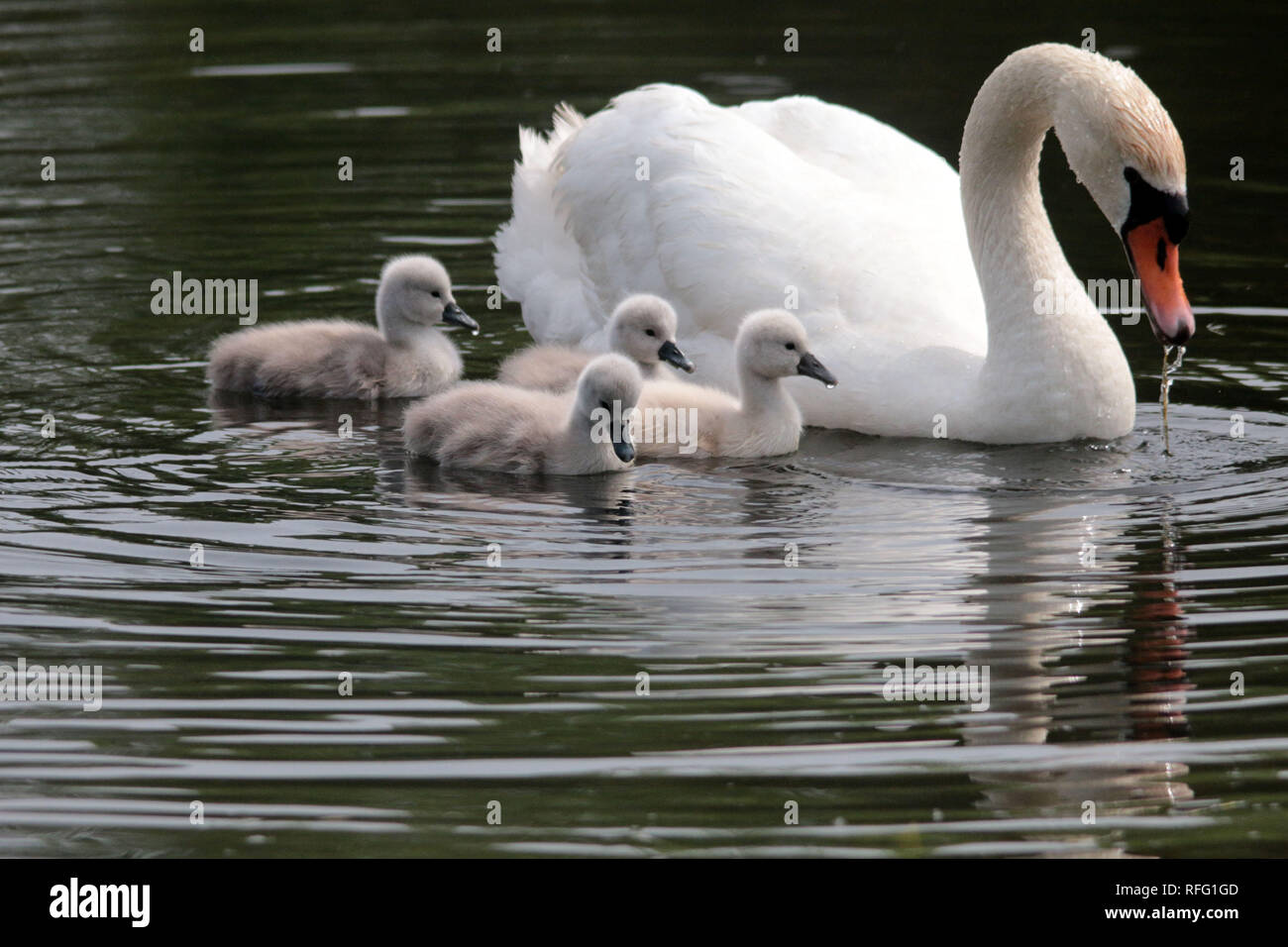 Life cycle of mute swans hires stock photography and images Alamy