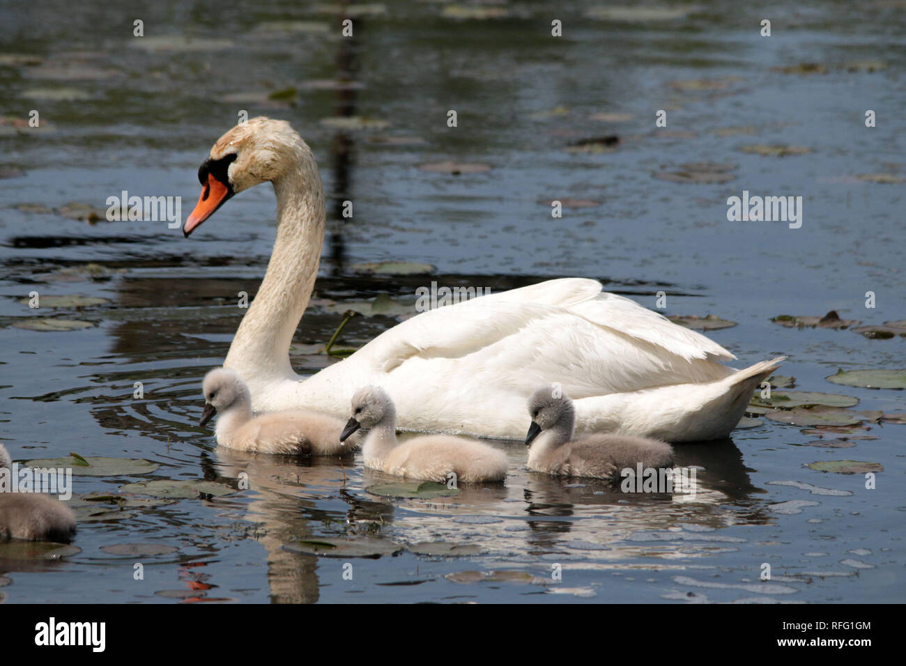 Life cycle of mute swans hires stock photography and images Alamy