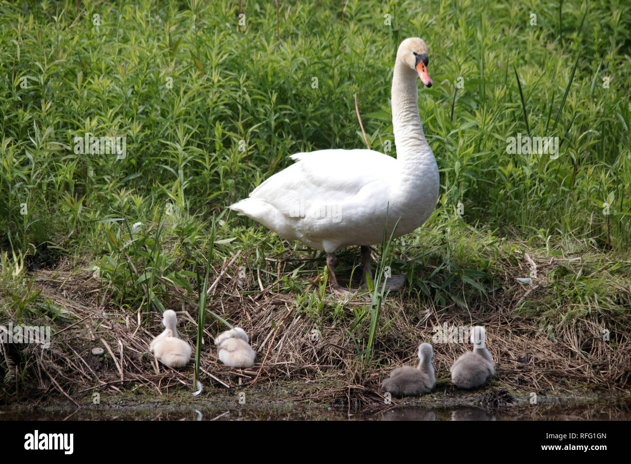 Life cycle of mute swans hires stock photography and images Alamy