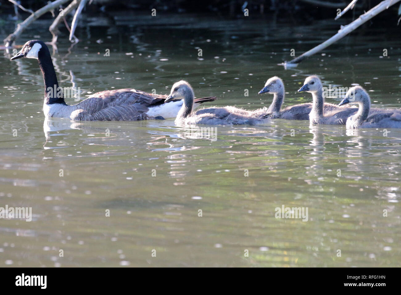 Canada Goose with chicks Stock Photo