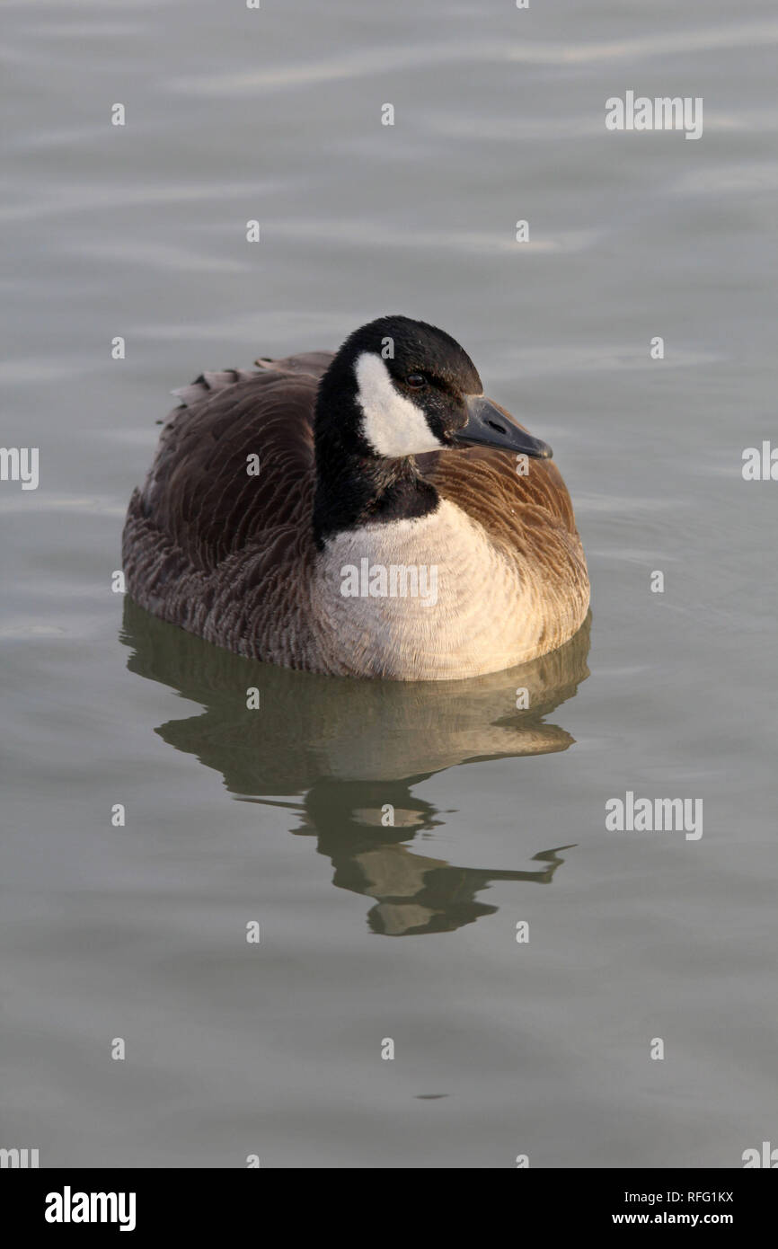 Canada Geese swimming on lake Stock Photo - Alamy