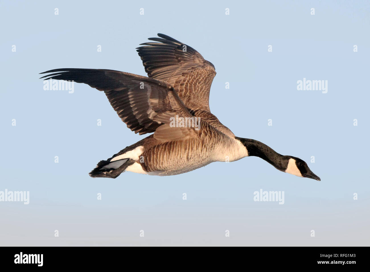 Goose feet underwater hires stock photography and images Alamy