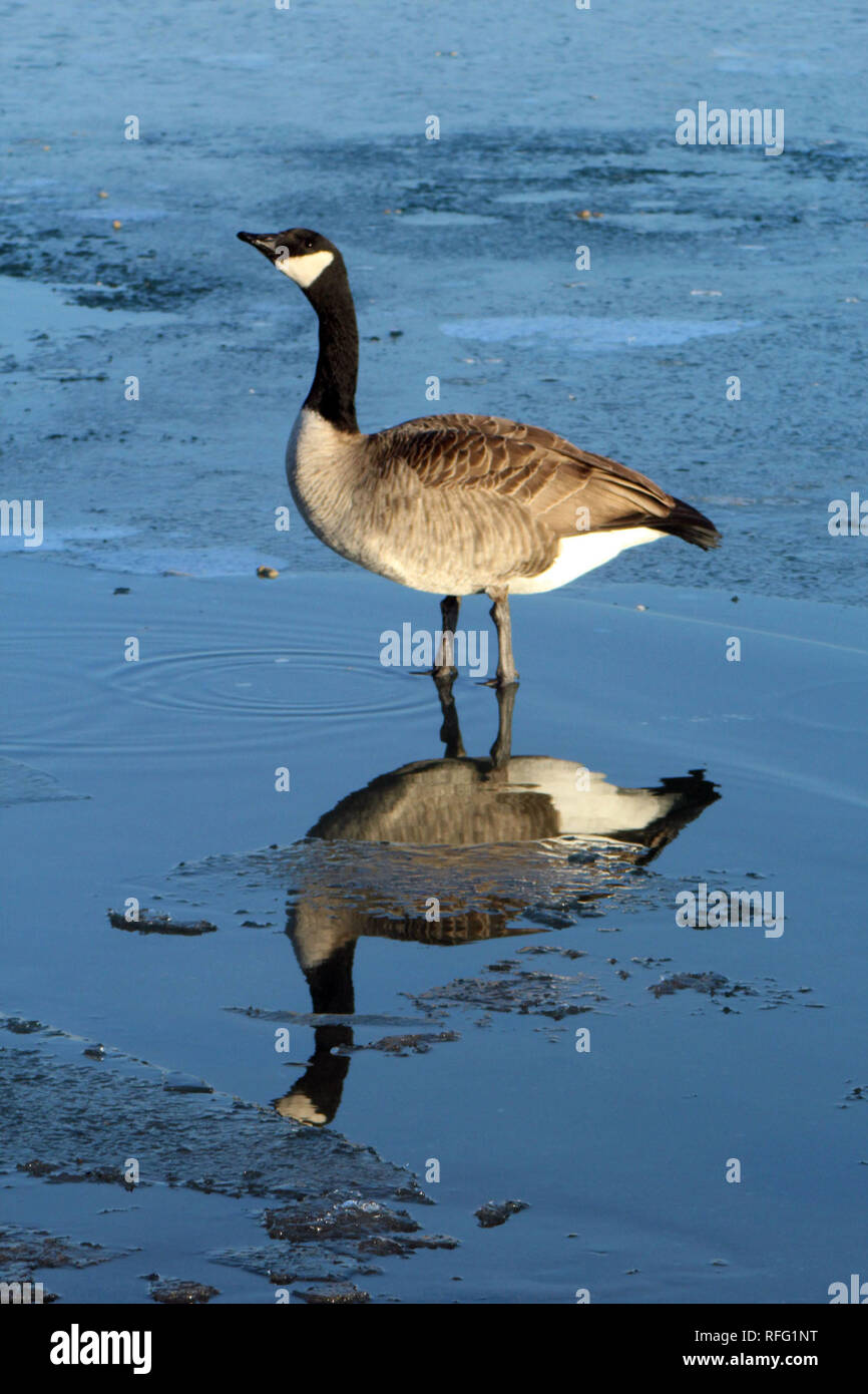 Canada geese amazing bird hi-res stock photography and images - Alamy