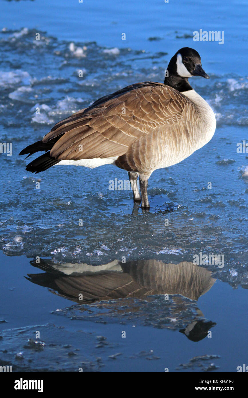 White cheek goose hires stock photography and images Alamy