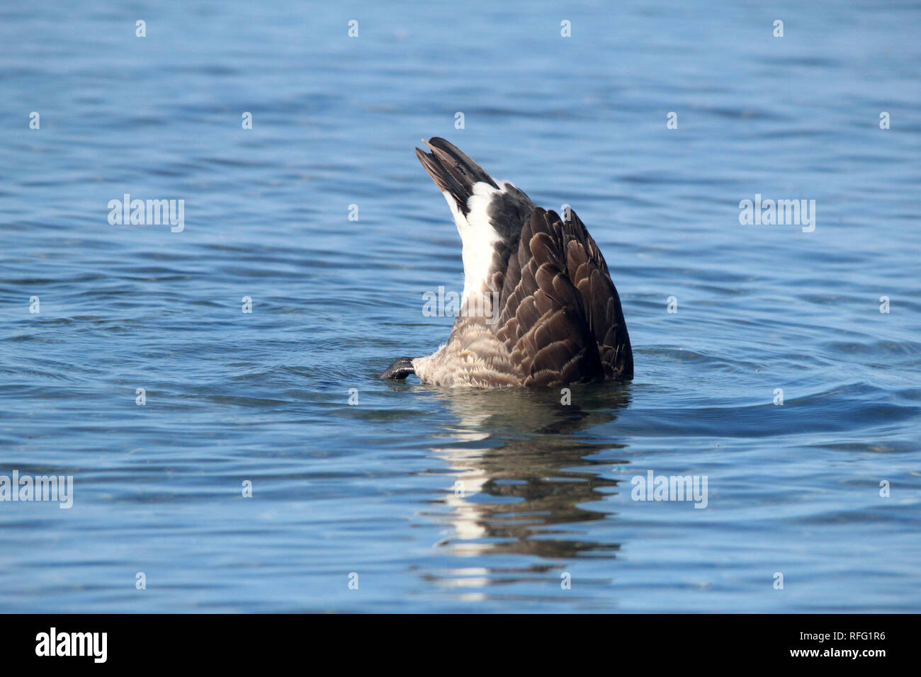 Canadian Geese dabbling for water plants Stock Photo