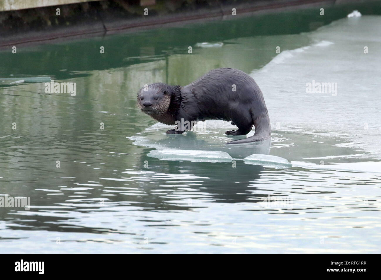 River Otters Stock Photo