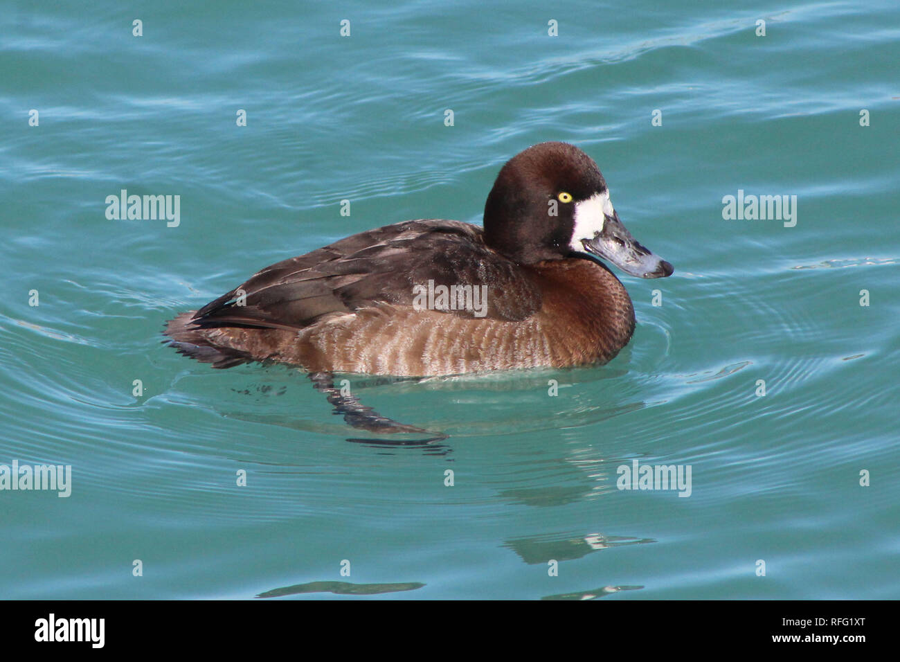 Bird with yellow ring around eyes hires stock photography and images