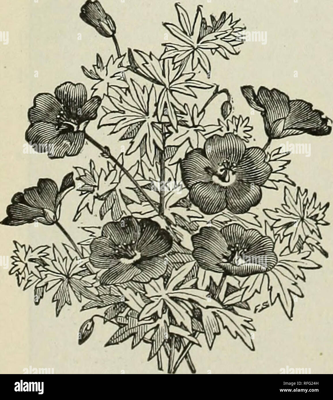 . Catalogue of trees, shrubs, evergreens and herbaceous plants