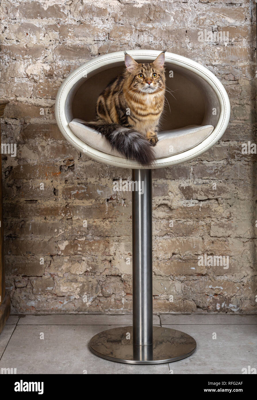 Pretty cat in interior Stock Photo - Alamy