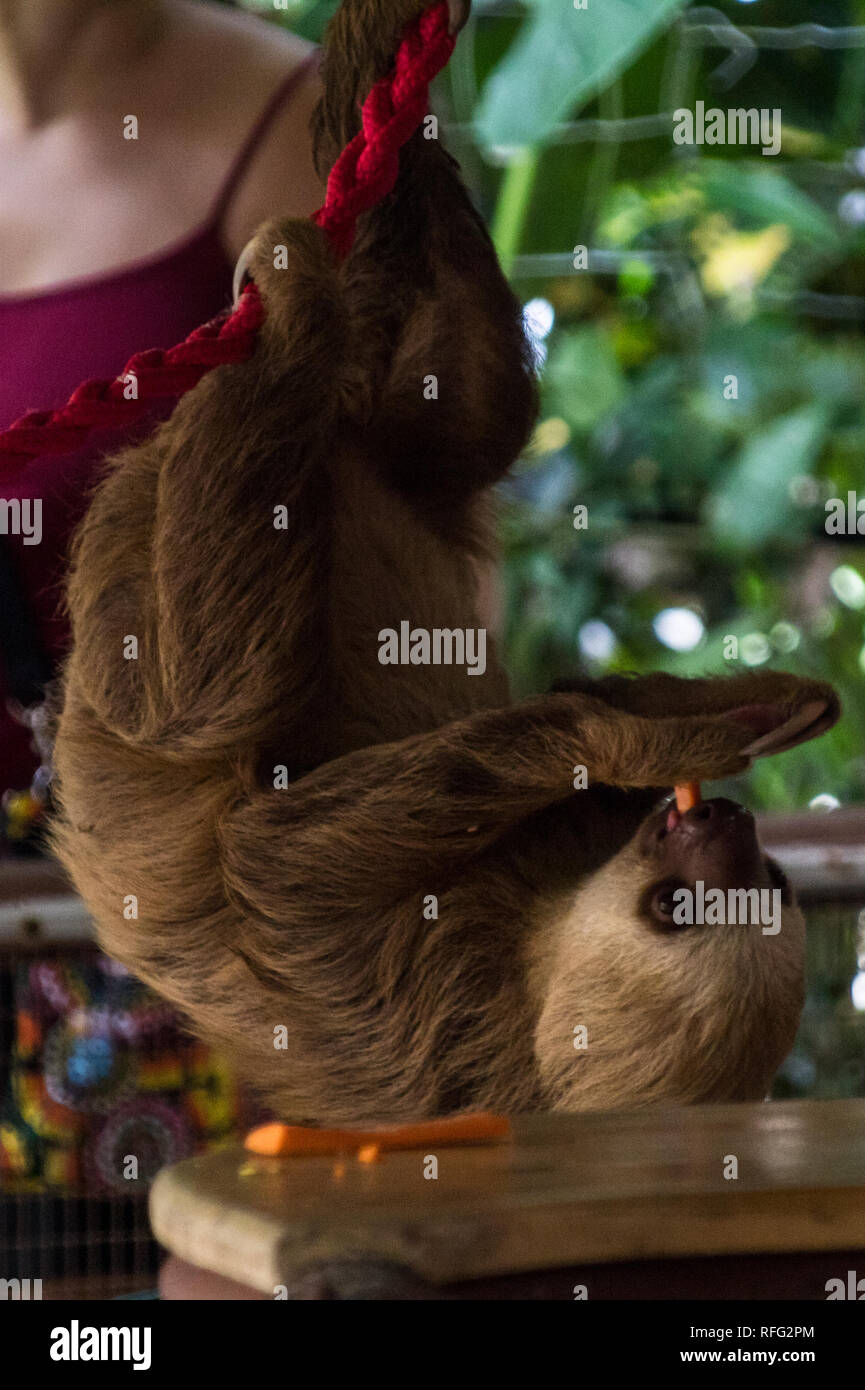 Sloth and carrot hires stock photography and images Alamy