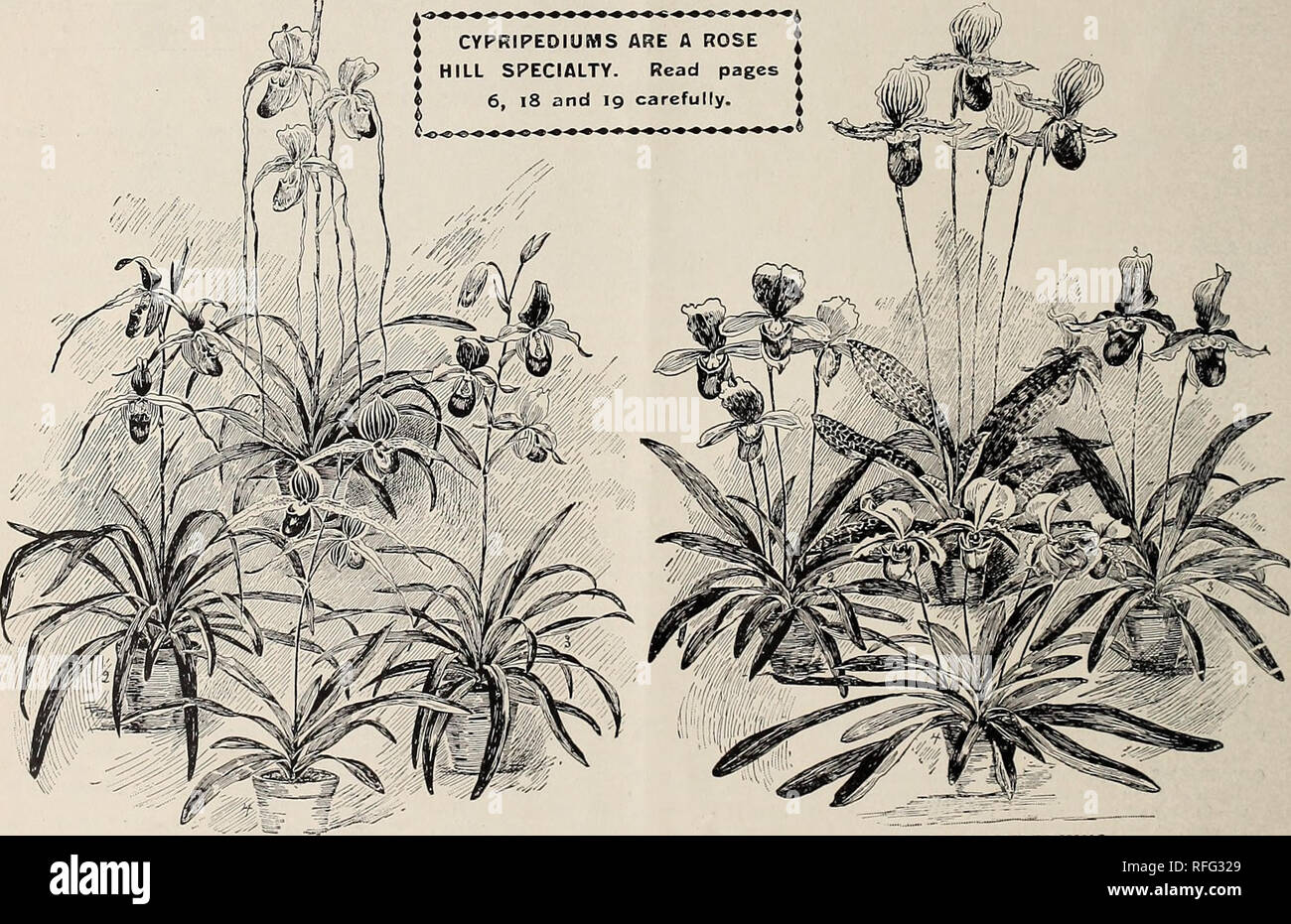 . New, rare and beautiful plants. Nurseries (Horticulture) New York