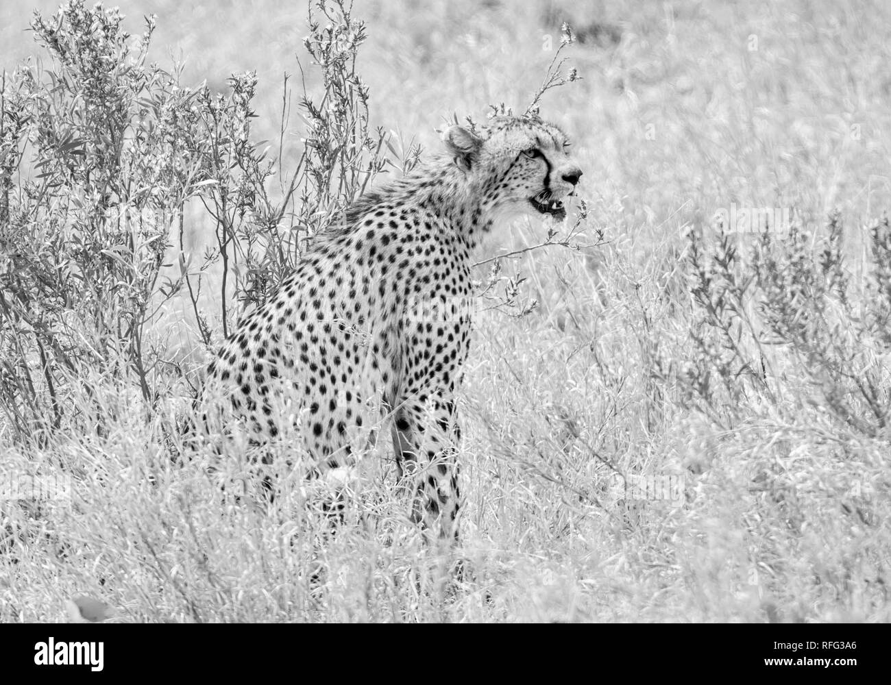 Cheetah face Black and White Stock Photos & Images - Alamy
