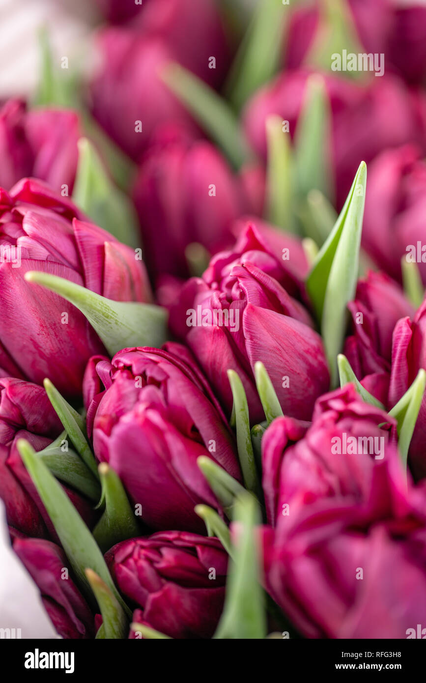 Bouquets of violet tulips. Spring flowers from Dutch gardener. Concept