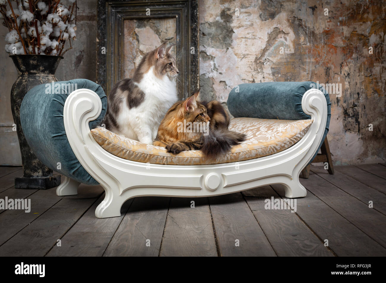 Two cats on the sofa hi-res stock photography and images - Alamy
