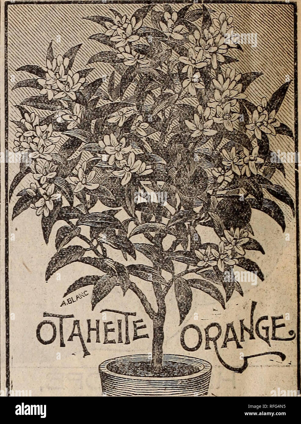 . Mills' seed catalogue : 1900. Nurseries (Horticulture) New York (State) Catalogs; Vegetables Seeds Catalogs; Plants, Ornamental Catalogs; Flowers Catalogs. â¢OIaHEiTE â ORaNuE. â These are d-w^rf er than carnations, growing about one foot in hsight. The colors are various shades of maroon, carmine and rose, beautifully lacy and banded on white ground. Flowers are perfectly double, clove scented and the plants will stand out doors year after year, being entirely hardy. They are easily/ gTovrn and I do not know of any flower that makes a prettier sight when in bioom. 10c, each; 3 for 35t5.. A  Stock Photo