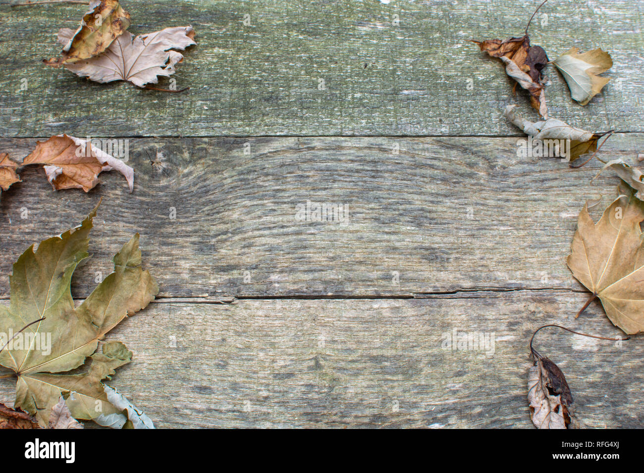 Weathered pallet wood boards as a background with dry brown leaves along both sides. Stock Photo