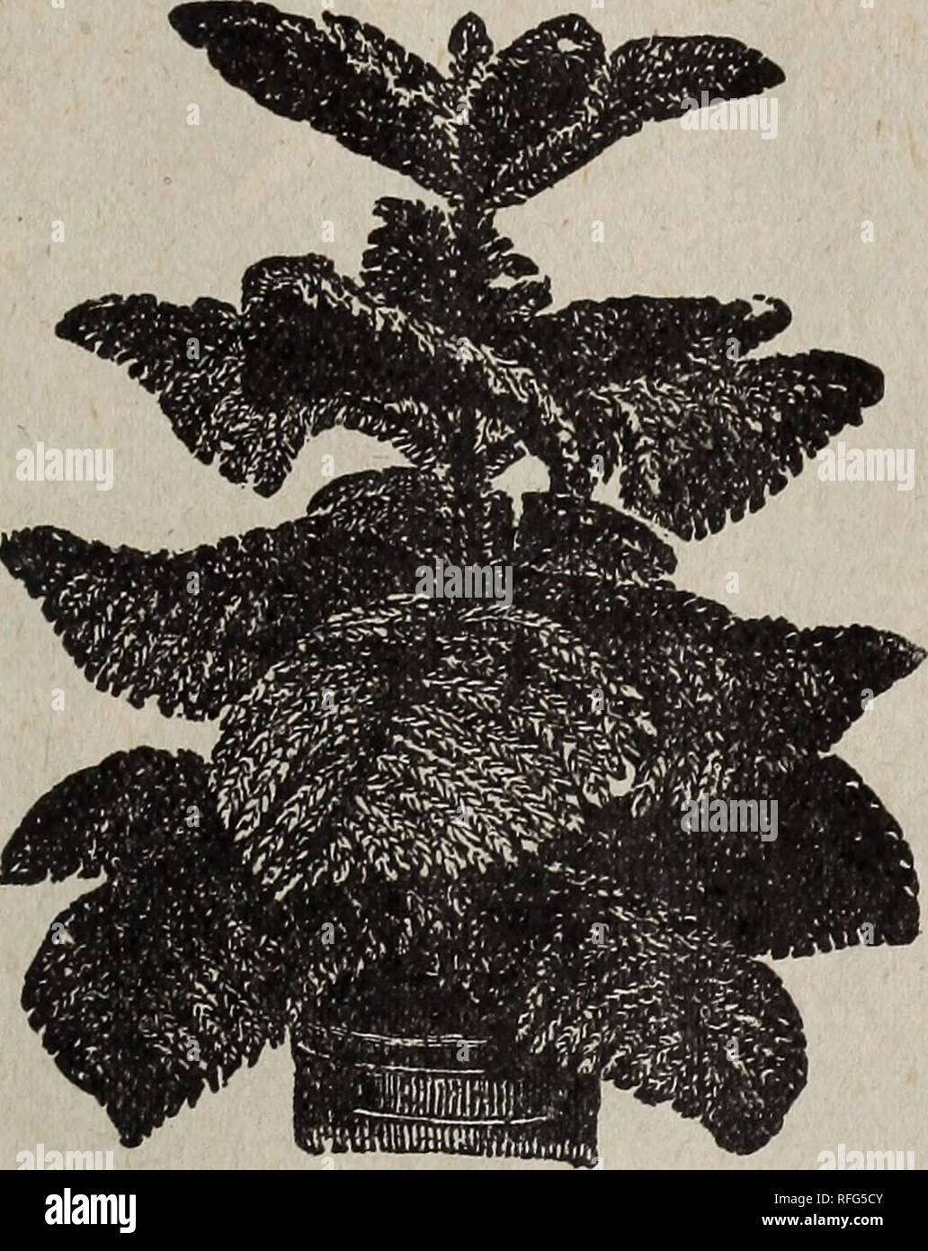. The Geo. H. Mellen Co. : 1900. Nursery stock Ohio Springfield Catalogs; Bulbs (Plants) Catalogs; Flowers Seeds Catalogs; Plants, Ornamental Catalogs; Fruit Catalogs. Innisfallen Greenhouses, Springfield, Ohio. 65^ A FEW PLANT NOVELTIES i. ARAFCAniA EXCELSA. ARAUCARIA EXCELSA—Norfolk Island Pine. Various names have been selected for this grand plant, but no descriptive name can give any adequate idea of its beauty, It has deep green, feathery foliage, arranged in whorls, rising one above the other at regular distances; its symmetrv of form, grace and beauty of foliage are un- equaled in the v Stock Photo