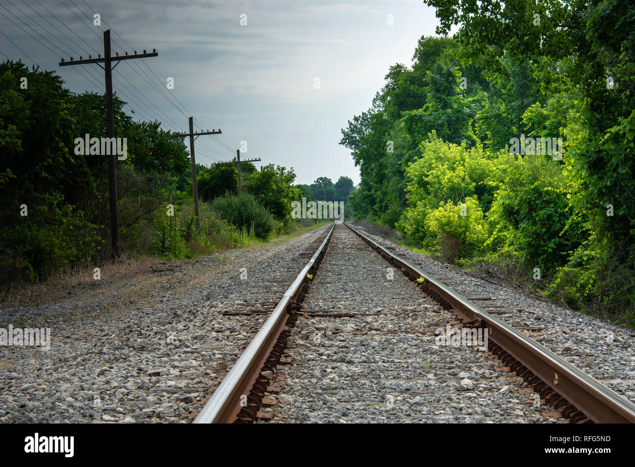 Railroad tracks with highlighted green foliage and power lines on a