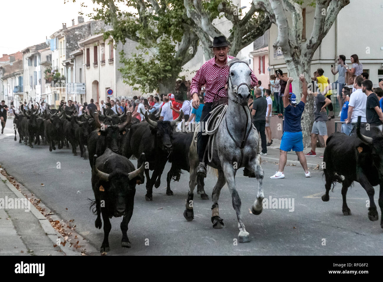 Gardian and bulls in annual bull running fete, Saint Gilles, Gard, France Stock Photo
