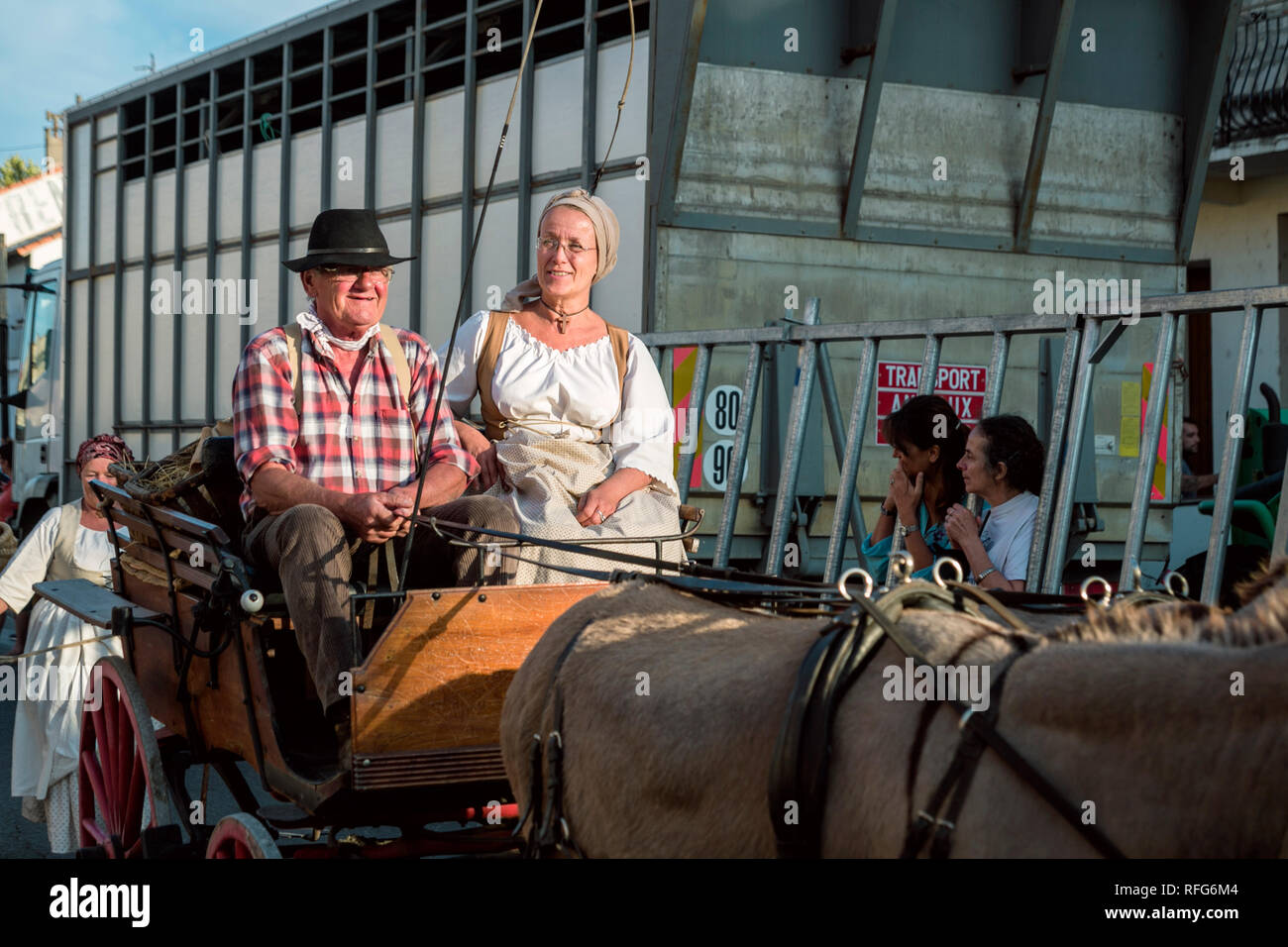 Pair of mules pulling cart in the Old School Parade of traditional trades  at Annual Fete, Saint Gilles, Gard, France Stock Photo - Alamy
