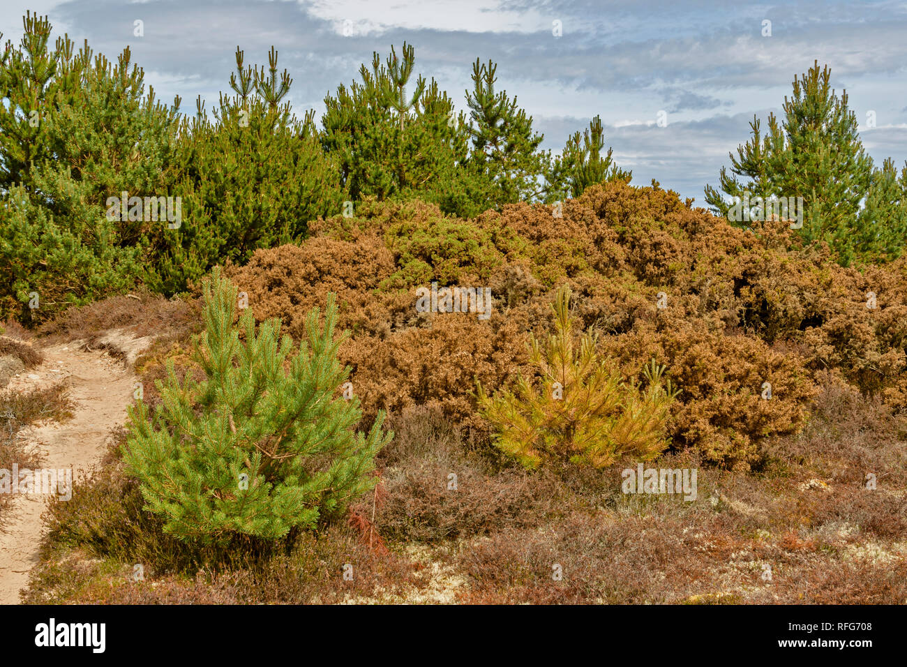 FINDHORN MORAY COAST SCOTLAND DEAD DYING GORSE AND FIR TREES DUE TO LACK OF WATER OR RAINFALL SUMMER 2018 Stock Photo