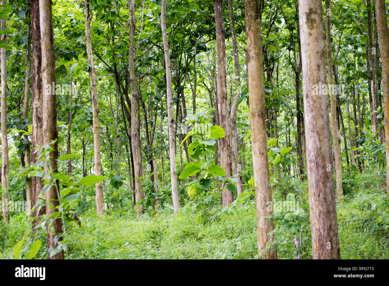 Tropical Hardwood Tree High Resolution Stock Photography and Images - Alamy