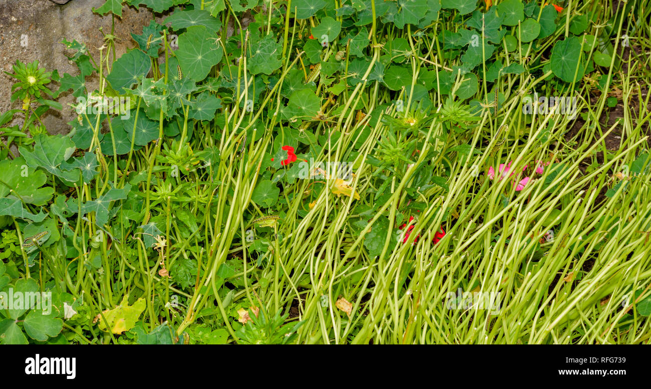 NASTURTIUM Tropaeolum PLANTS DESTROYED BY THE CATERPILLARS OF THE CABBAGE WHITE BUTTERFLY Pieris rapae Stock Photo