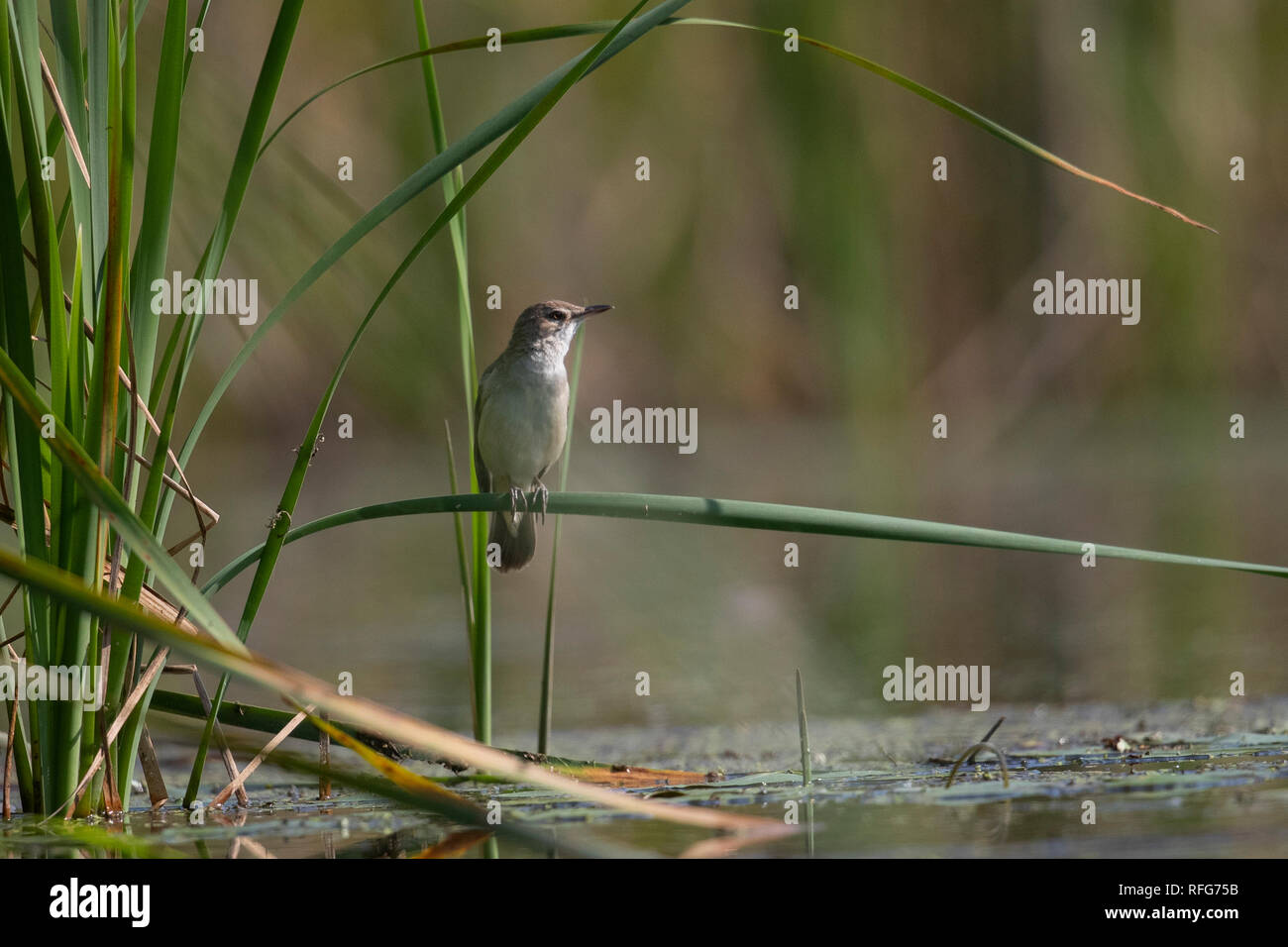 Great Reed Warbler Acrocephalus arundinaceus Stock Photo Alamy