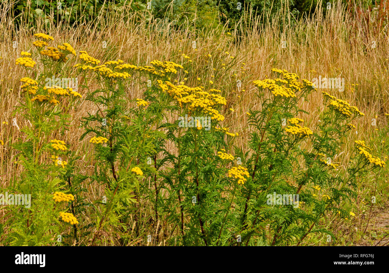 WILD TANSY Tanacetum vulgare PLANTS AND YELLOW BUTTON FLOWERS IN SUMMER Stock Photo