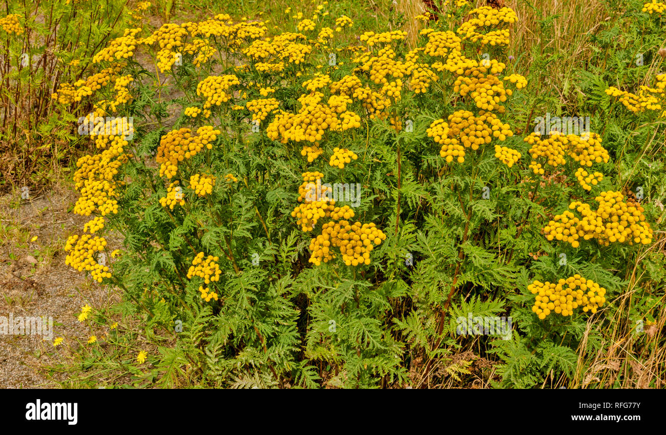 WILD TANSY Tanacetum vulgare PLANTS WITH YELLOW BUTTON FLOWERS GROWING IN A HOT SUMMER Stock Photo