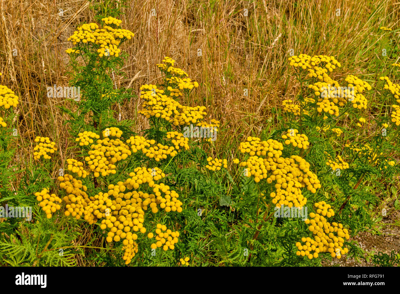WILD TANSY Tanacetum vulgare PLANTS WITH YELLOW BUTTON FLOWERS IN SUMMER Stock Photo