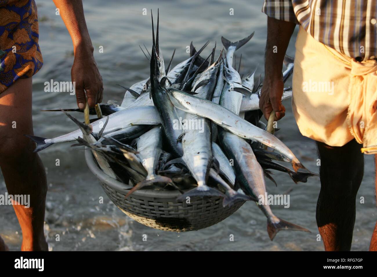 Fishermen bring in their fishes, Cochin, Kerala, India Stock Photo