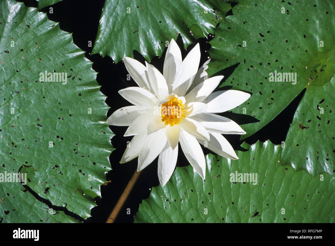 IND, Indonesia, Lombok: White waterlily. | Stock Photo