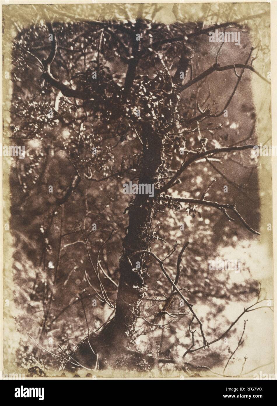 The Fairy Tree at Colinton. Artist: David Octavius Hill (British, Perth, Scotland 1802-1870 Edinburgh, Scotland); Robert  Adamson (British, St. Andrews, Scotland 1821-1848 St. Andrews, Scotland). Dimensions: 20.8 x 15 cm (8 3/16 x 5 7/8 in.). Photography Studio: Hill and Adamson (British, active 1843-1848). Date: 1846.  Although Hill was primarily a painter of land- and townscapes, he and Adamson made few photographs of those subjects. In several cases where they did, the choice of subject is understandable: their photograph of the sixteenth-century house of John Knox, founding force and passi Stock Photo